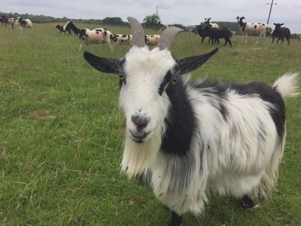 Goat in the field