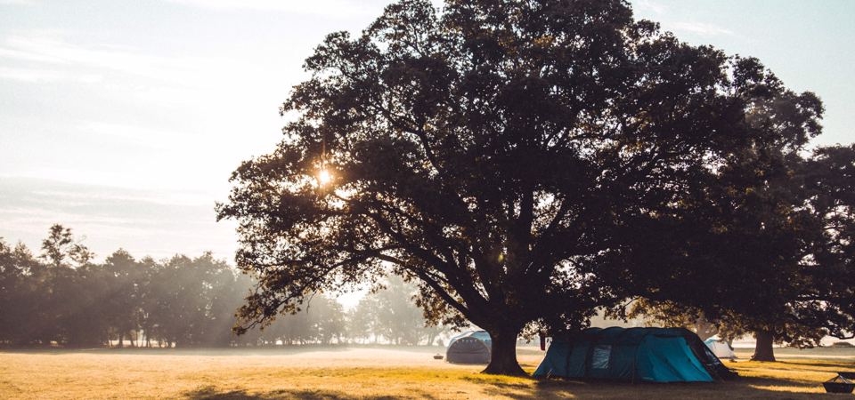 Tent under a big oak
