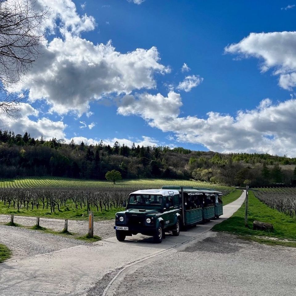 Surrey Hills vineyard views