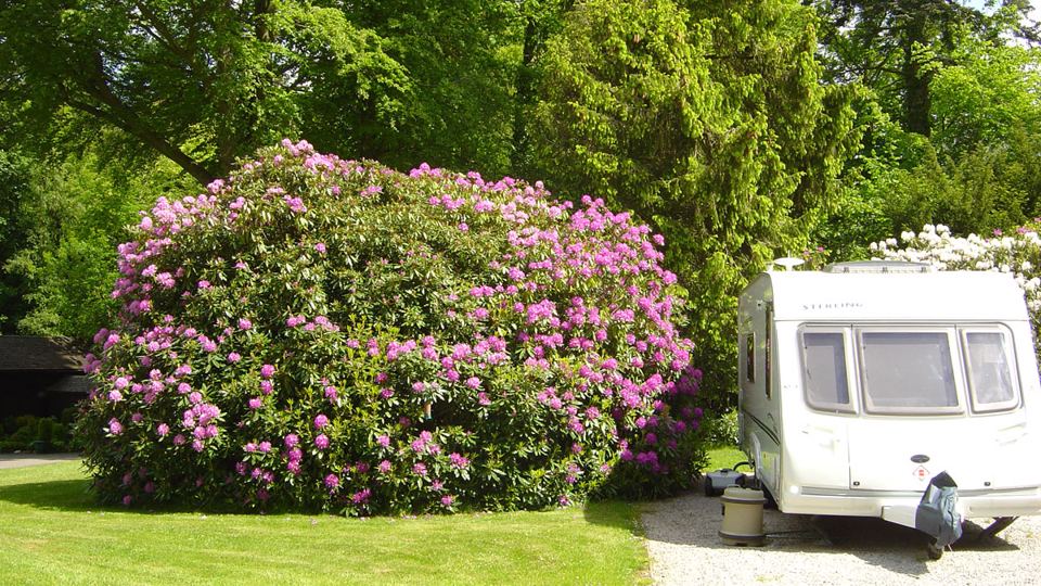 Caravan beside the flowering rhododendron