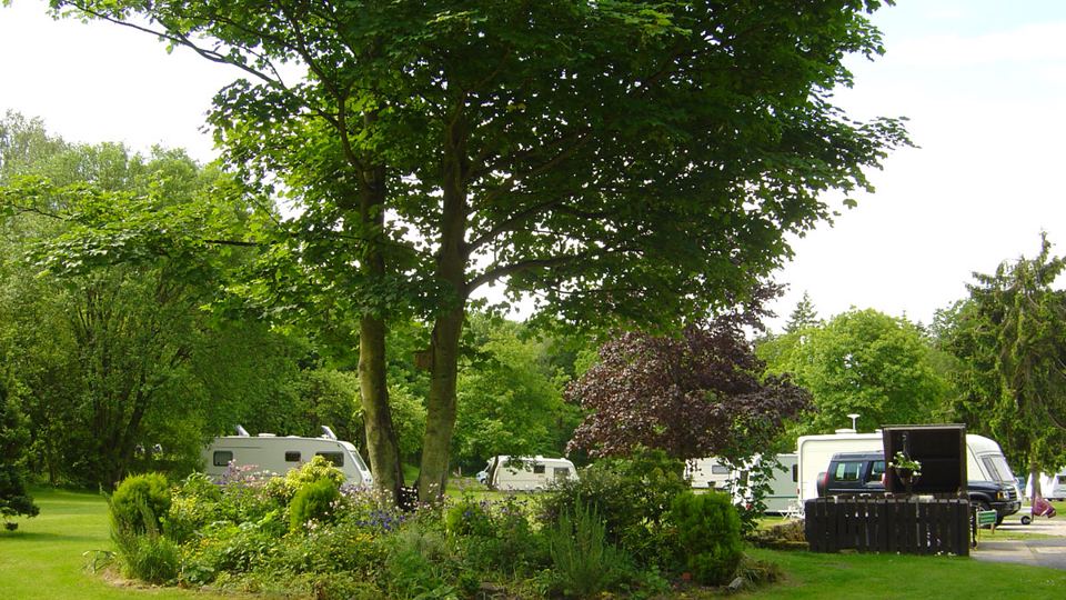 Pitches shaded by the big tree