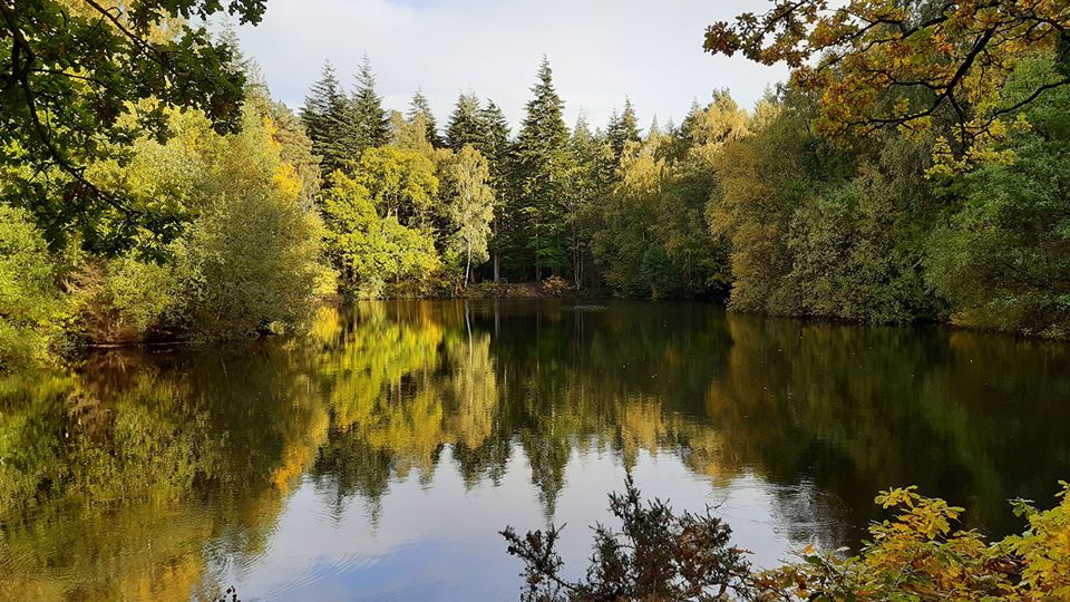 Still water and autumn trees