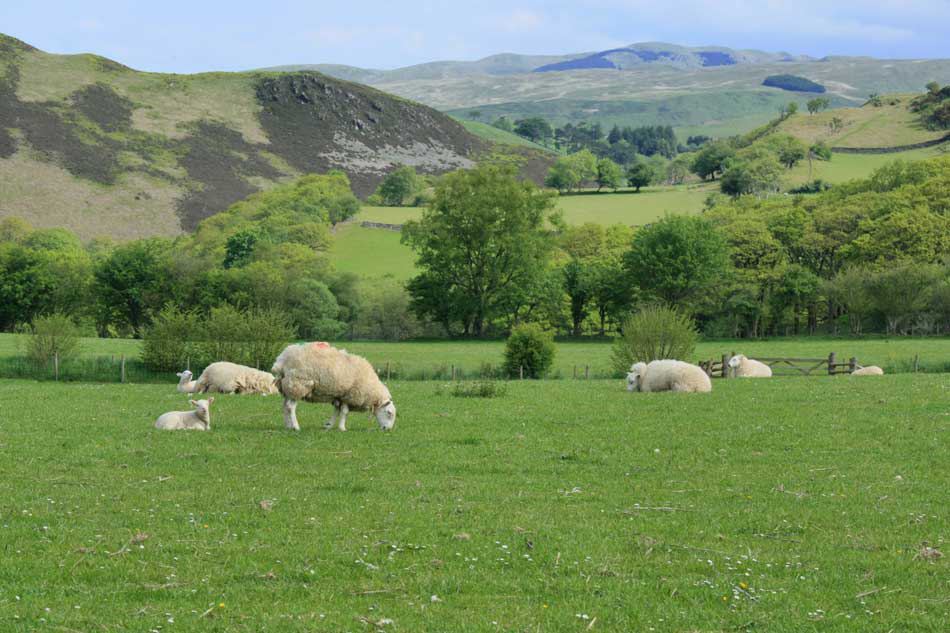 Sheep in the valley fields