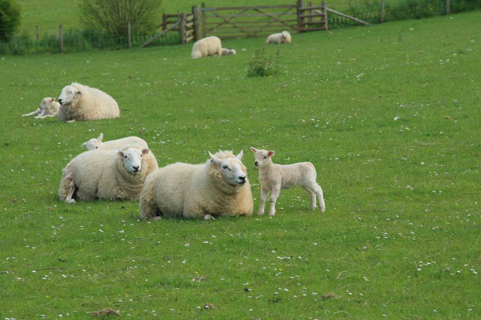 Sheep and lambs in the meadow