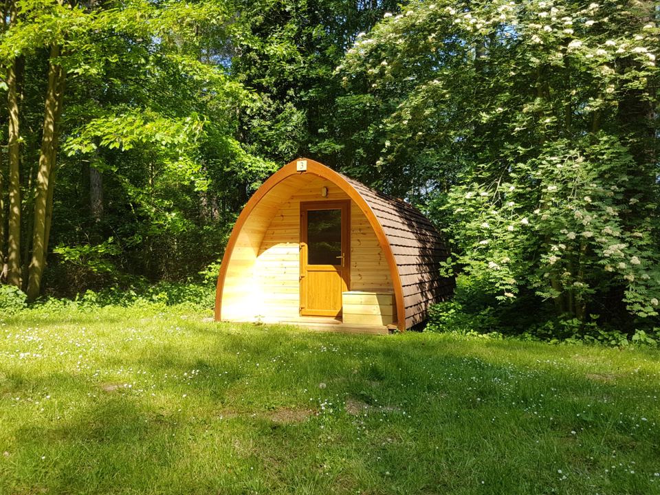 Pod among the trees