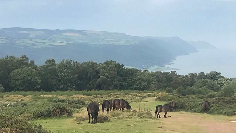 Ponies grazing on the moor