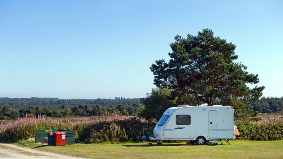 Caravan pitch beside a tall pine