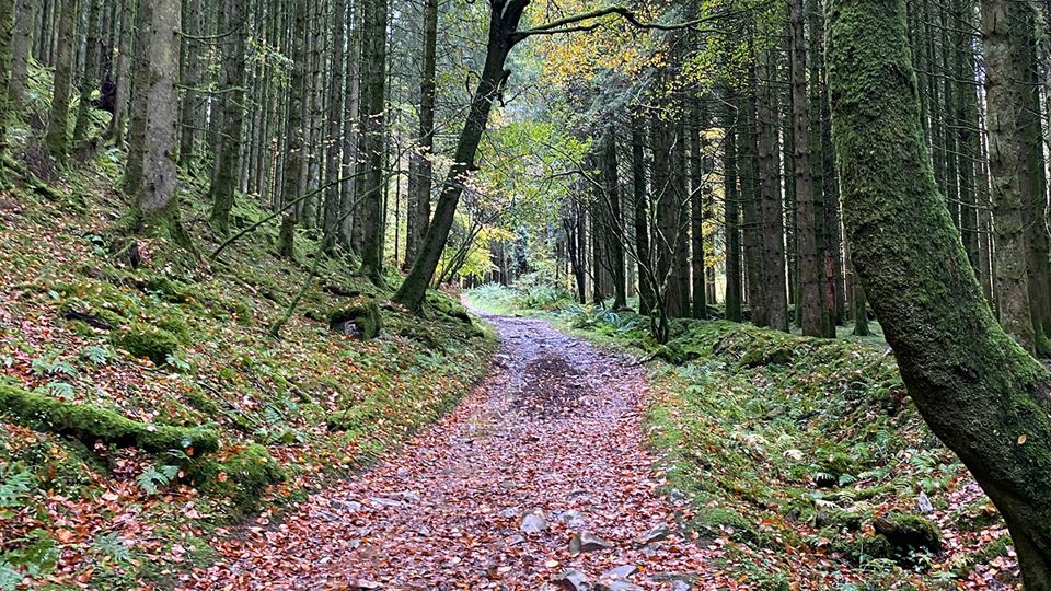 Woodland track nearby