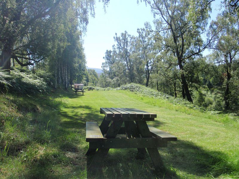 Picnic table on the grass