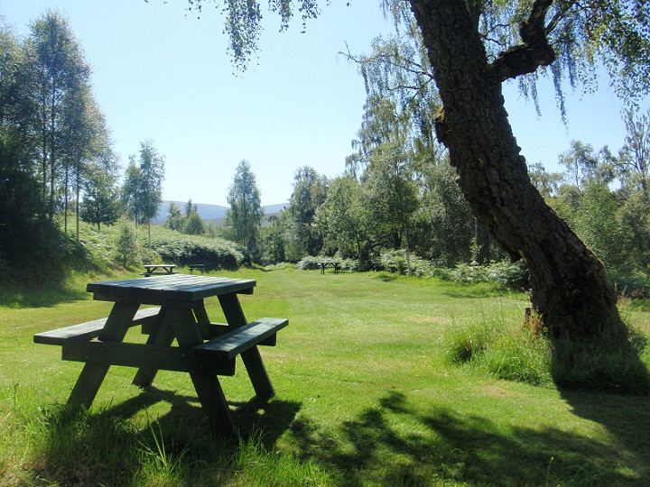 Picnic table under the birch tree