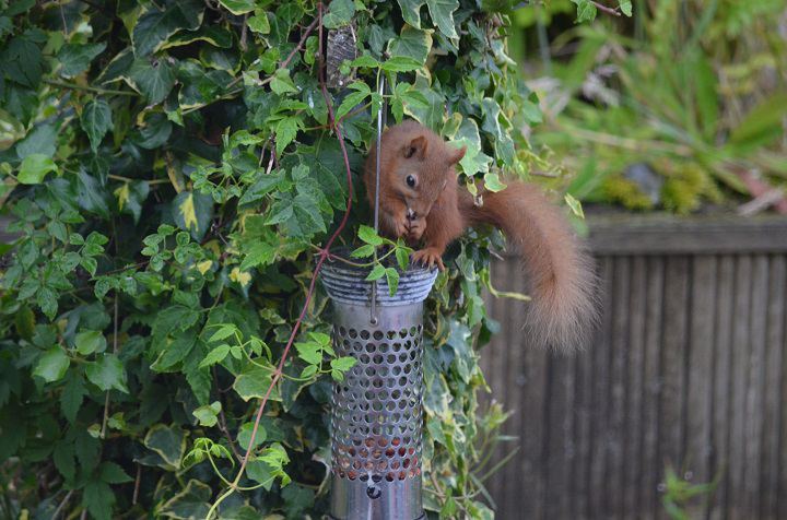 Red squirrel on the feeder