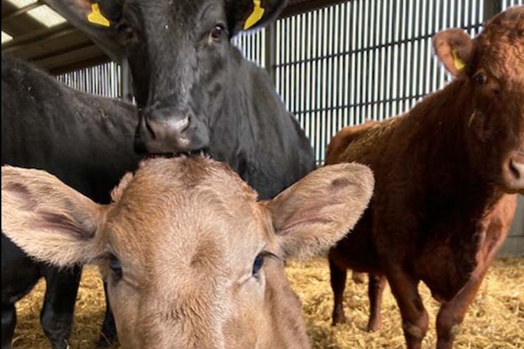 Cattle on the farm