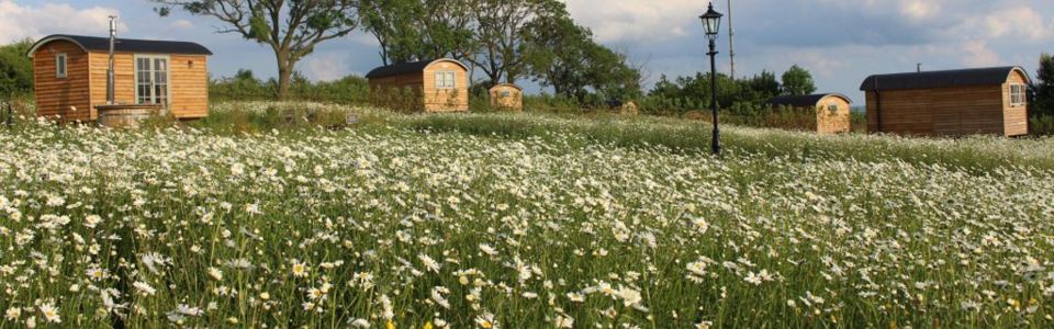 Shepherd huts across the meadow