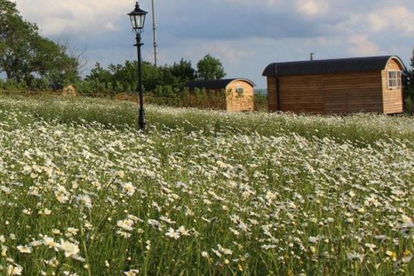 Huts among the daisies