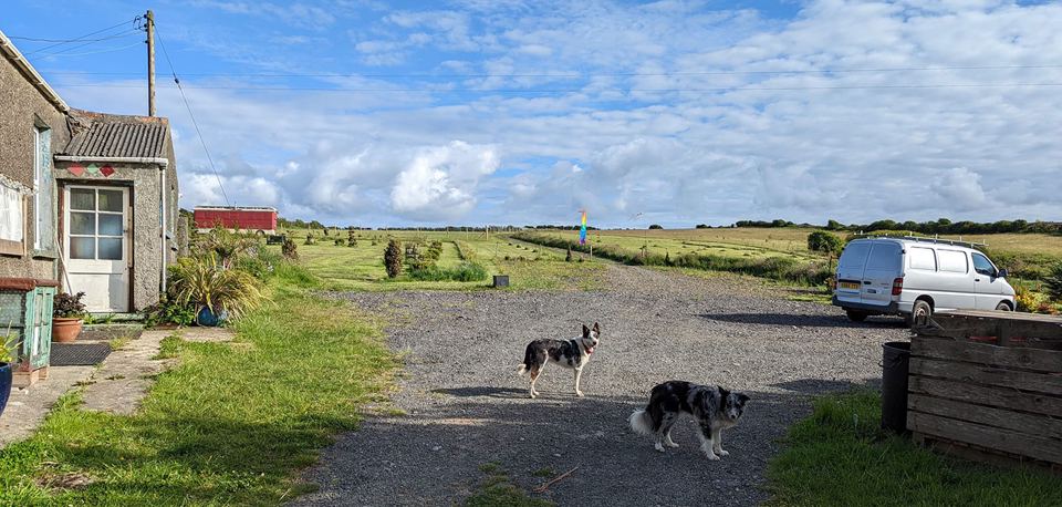Gravel area by the field with dogs