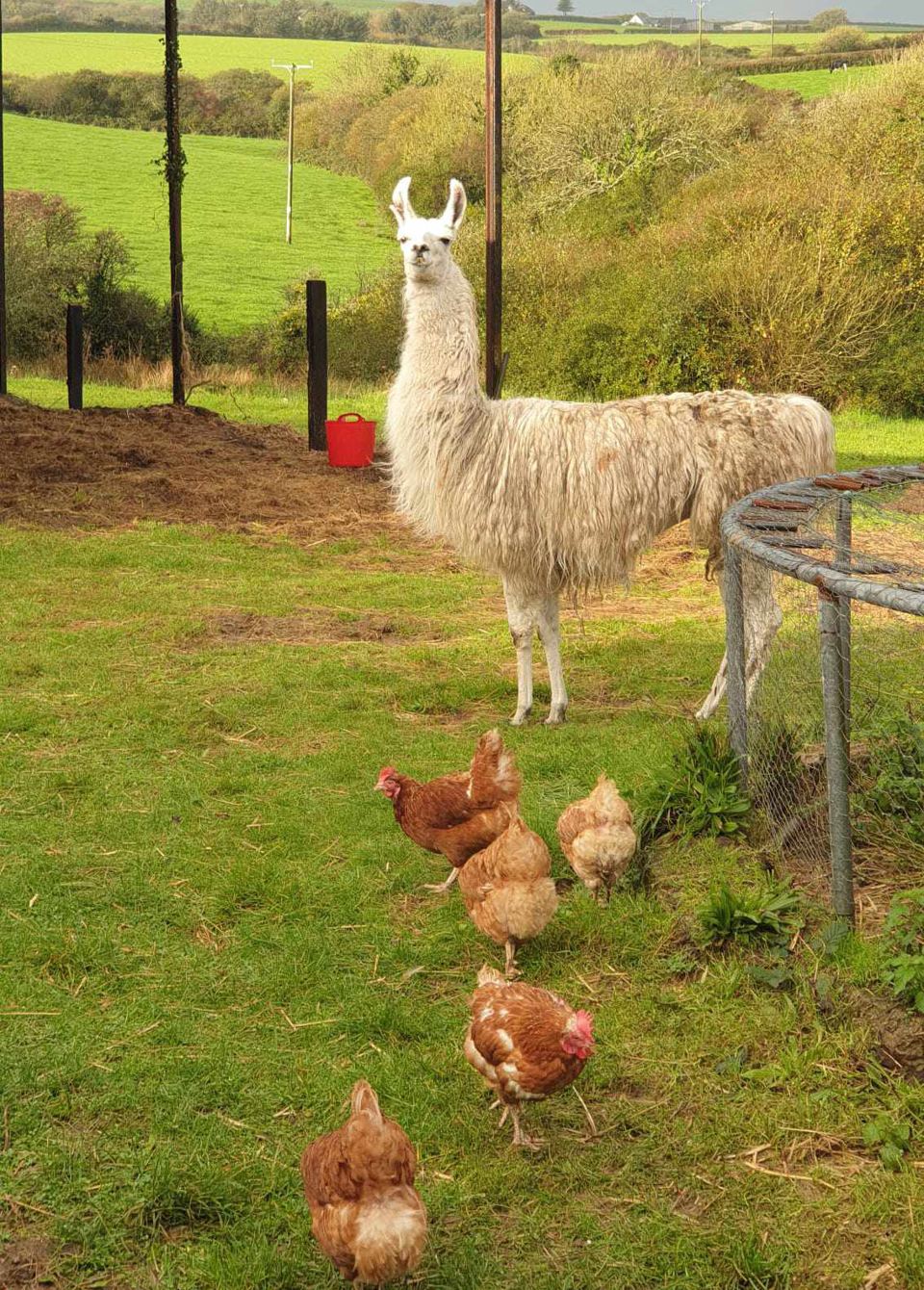 Llama and hens in the paddock