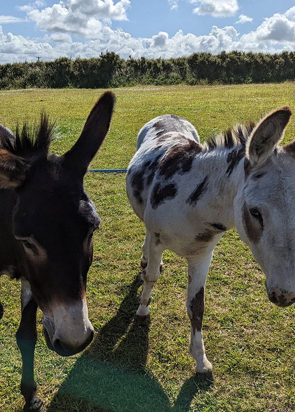 Donkeys in the field