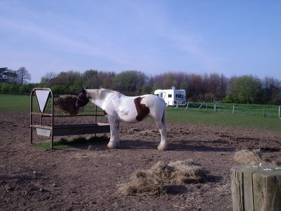 Horse in the paddock