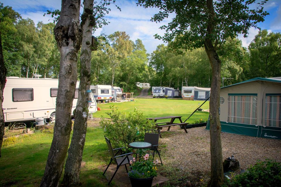 Pitches under birch trees