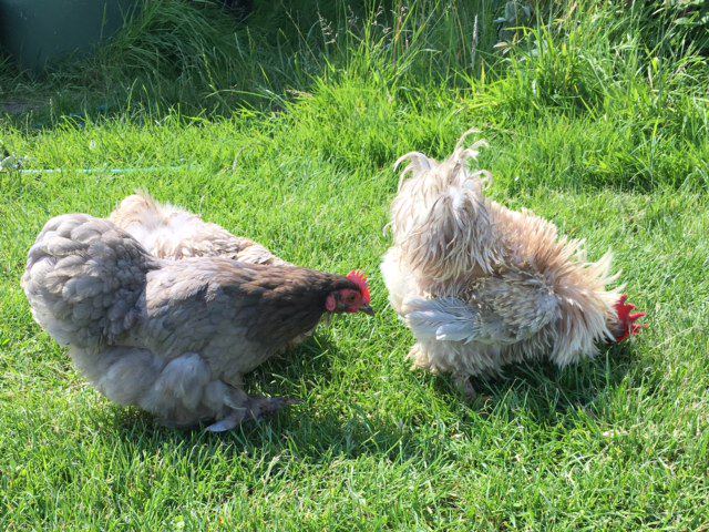Hens on the grass