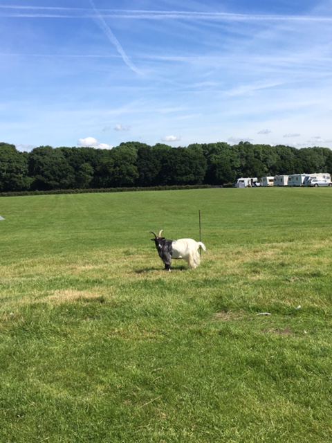 Camping field with a goat