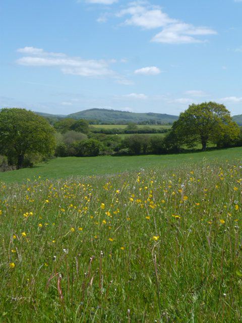 Meadow towards the Downs
