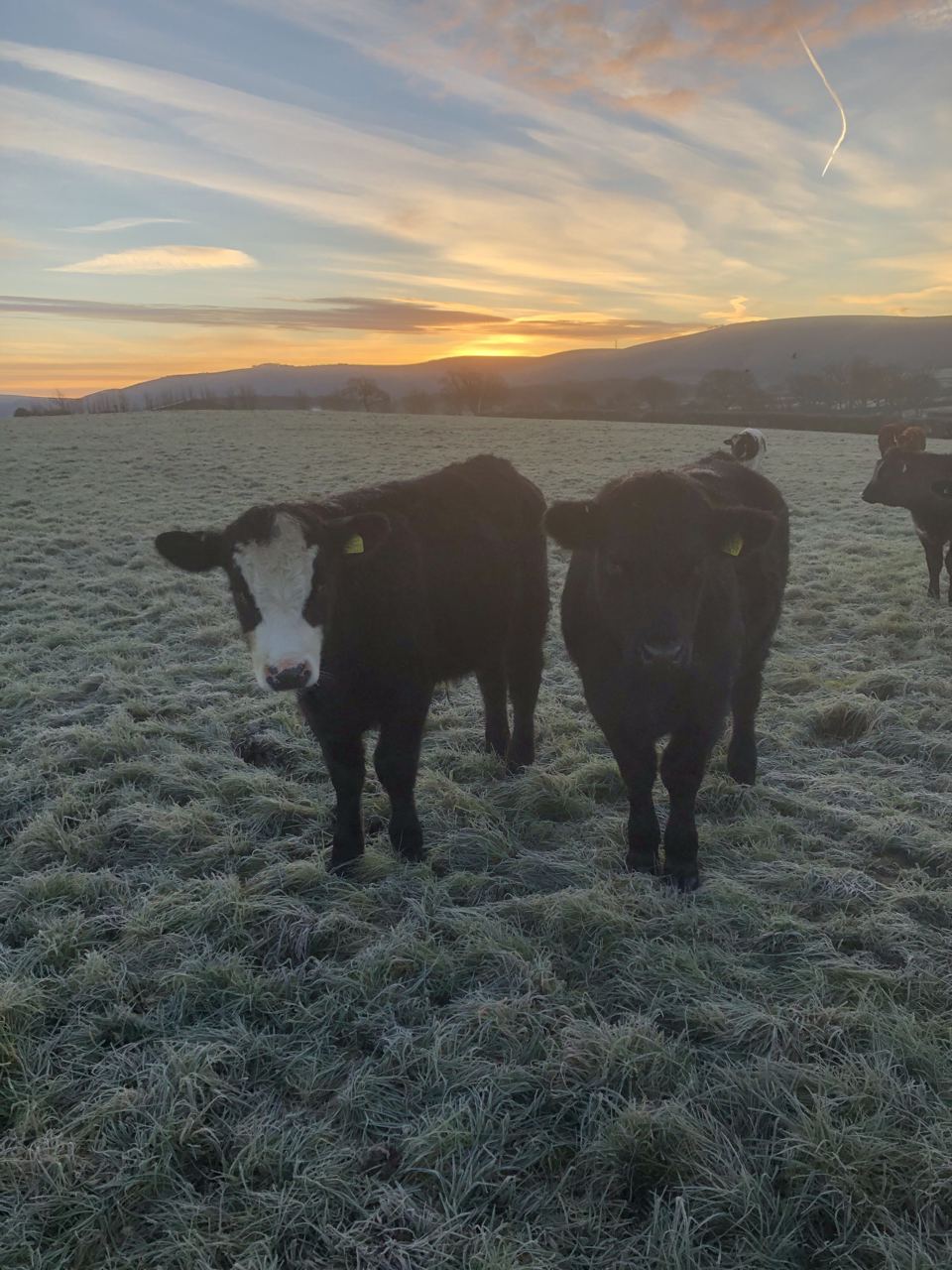 Cattle at sunrise