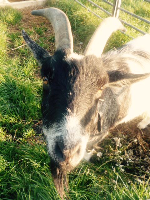 Goat on the farm