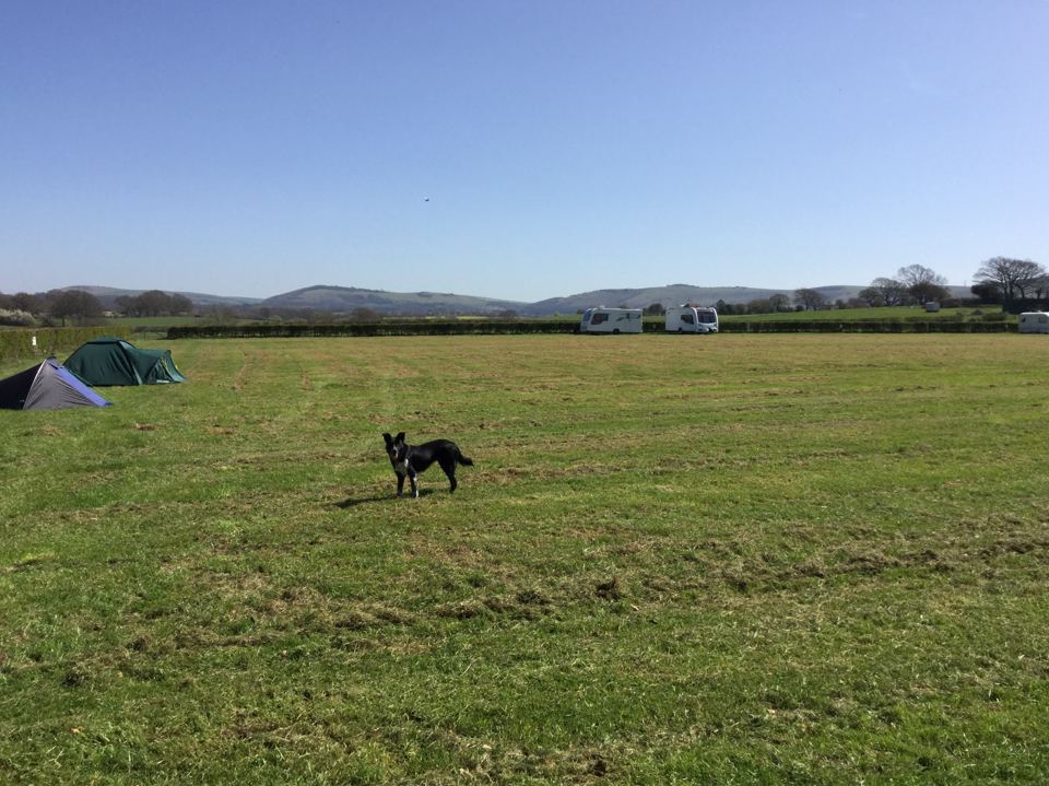 Grass camping field with a dog