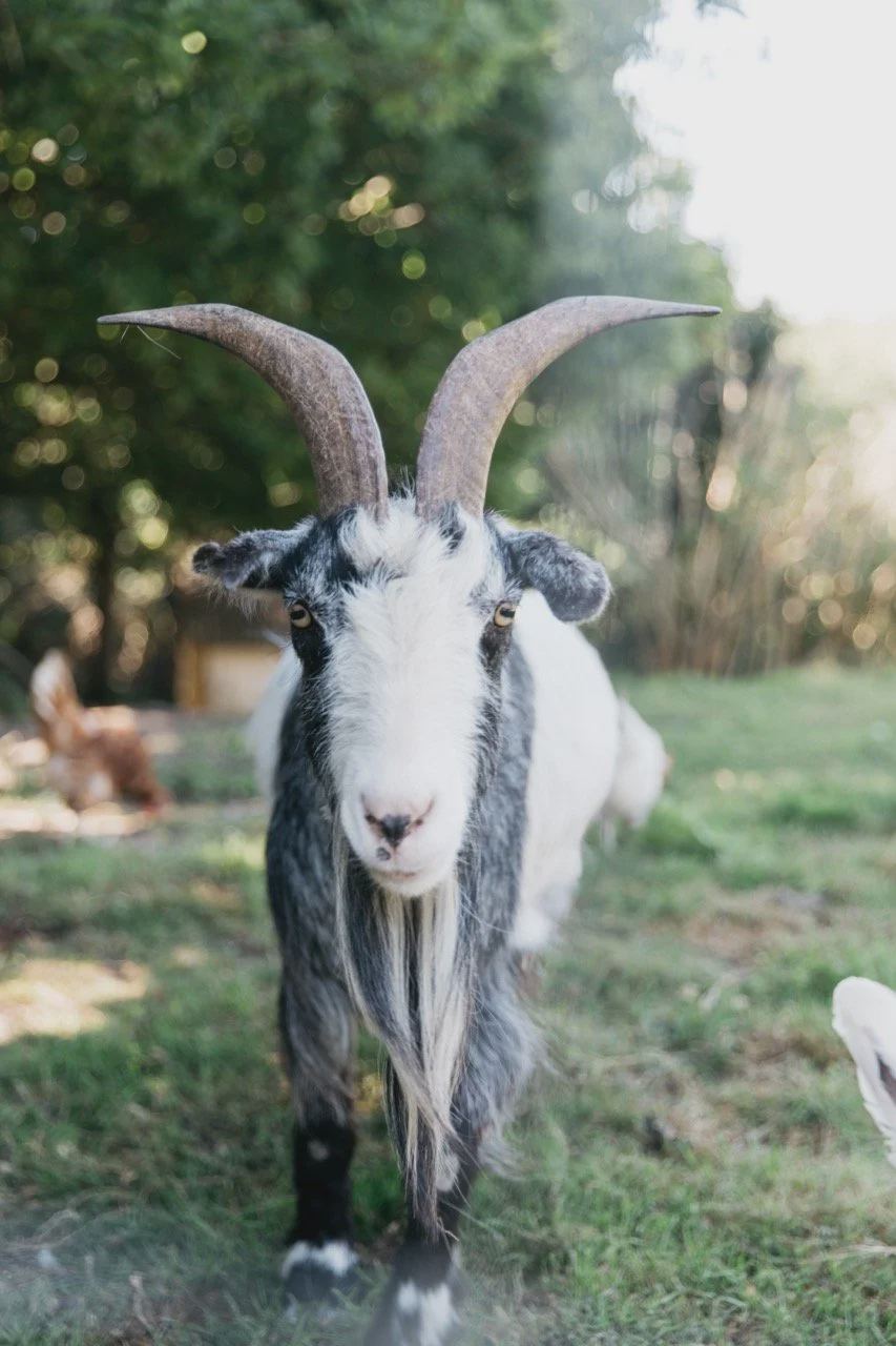Goat on the meadow