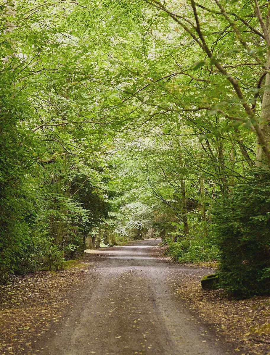 Track through the woods