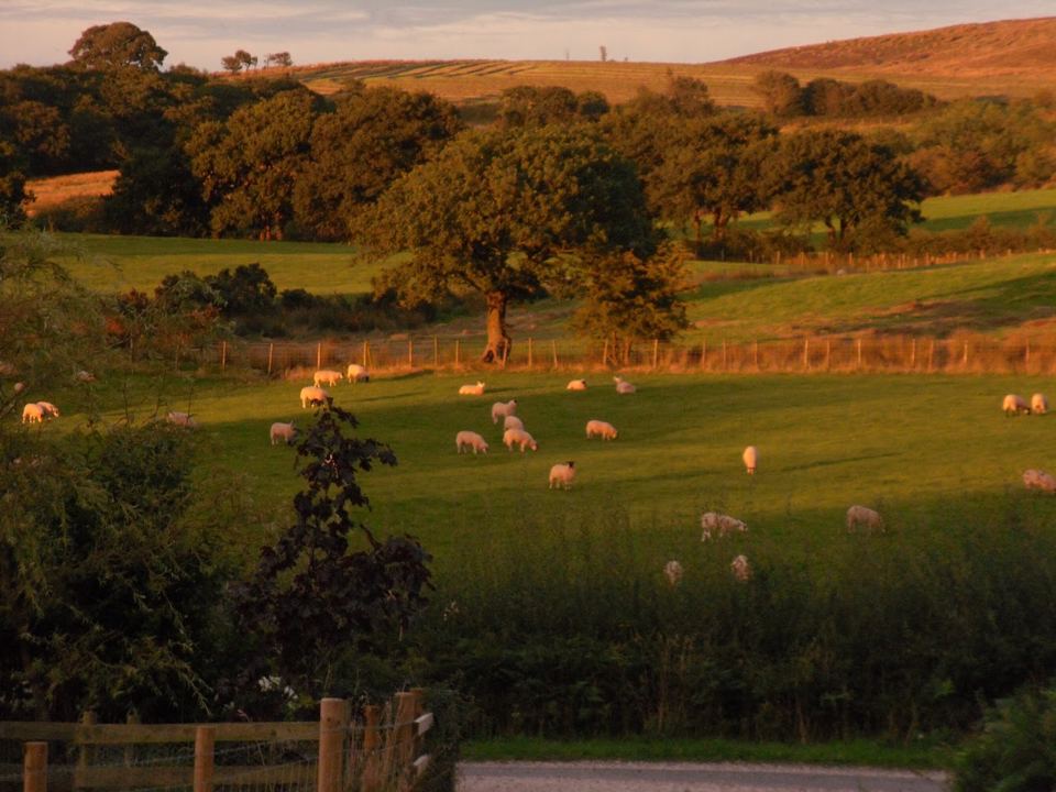 Sheep grazing in the fells