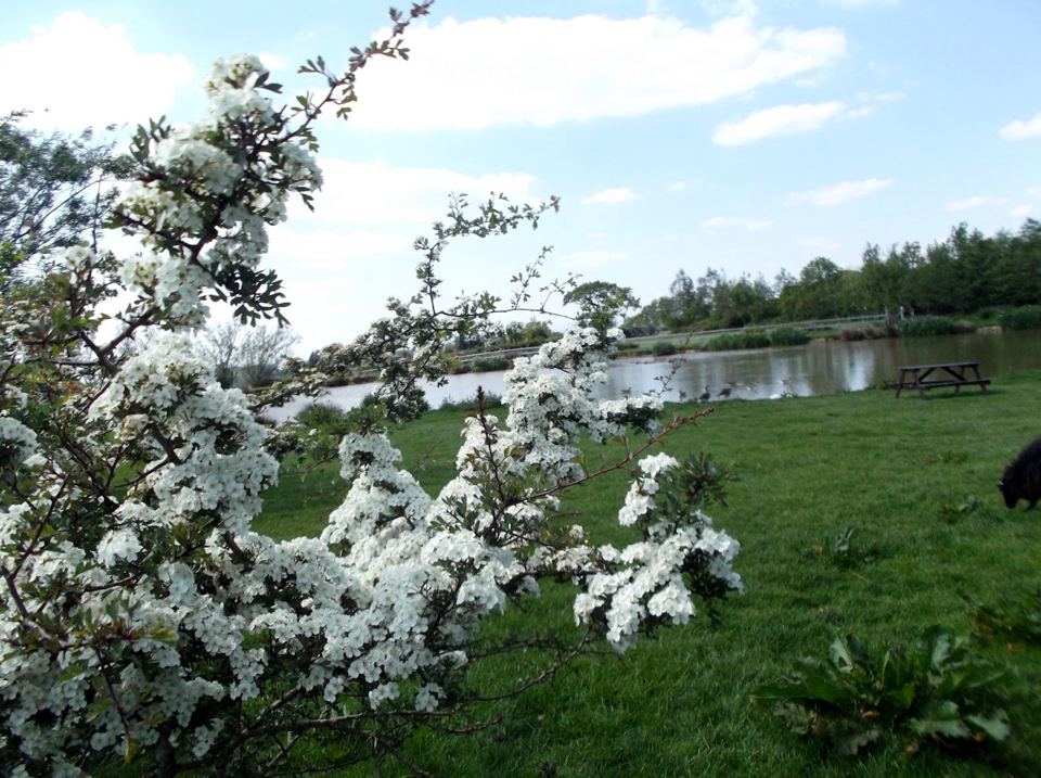Lake with hawthorn blossom