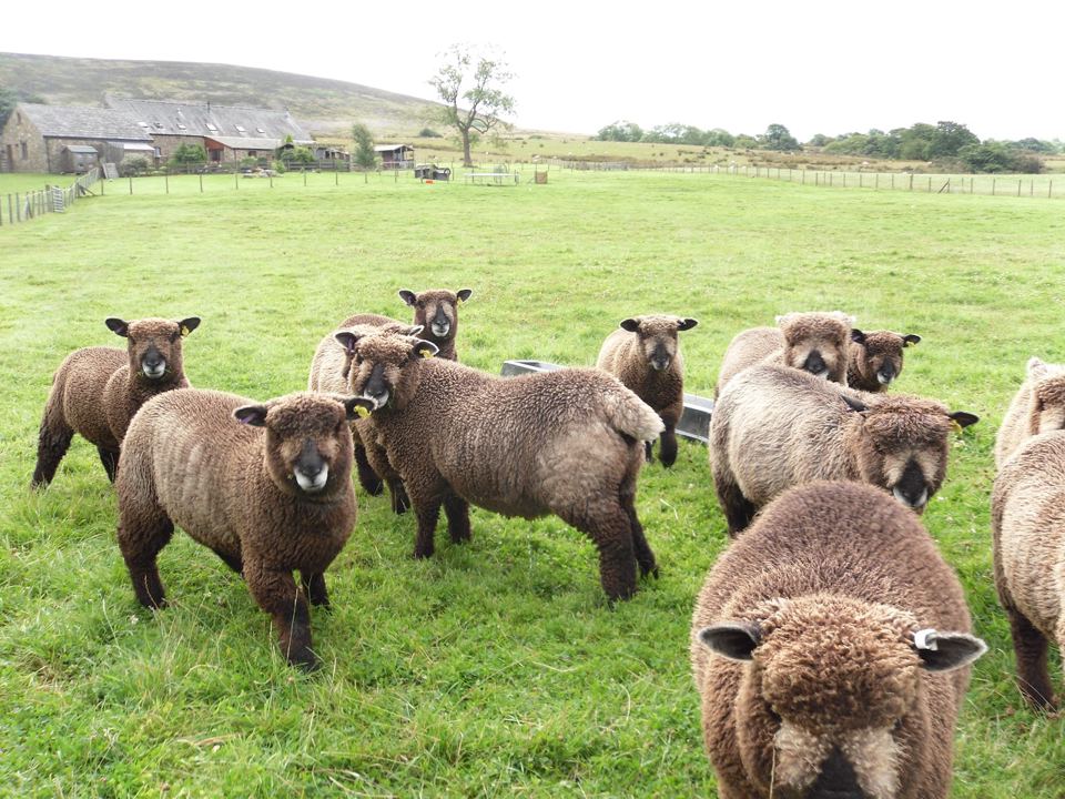 Sheep in the farm field