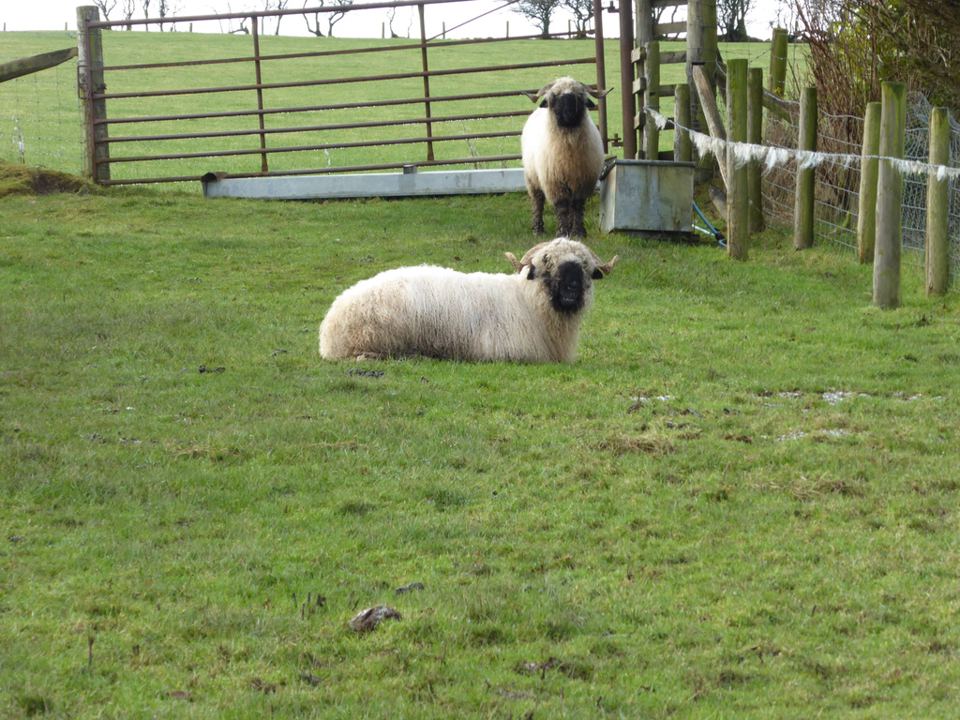 Sheep in the paddock