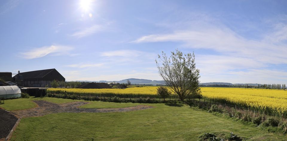 Lawn and fields beside the site