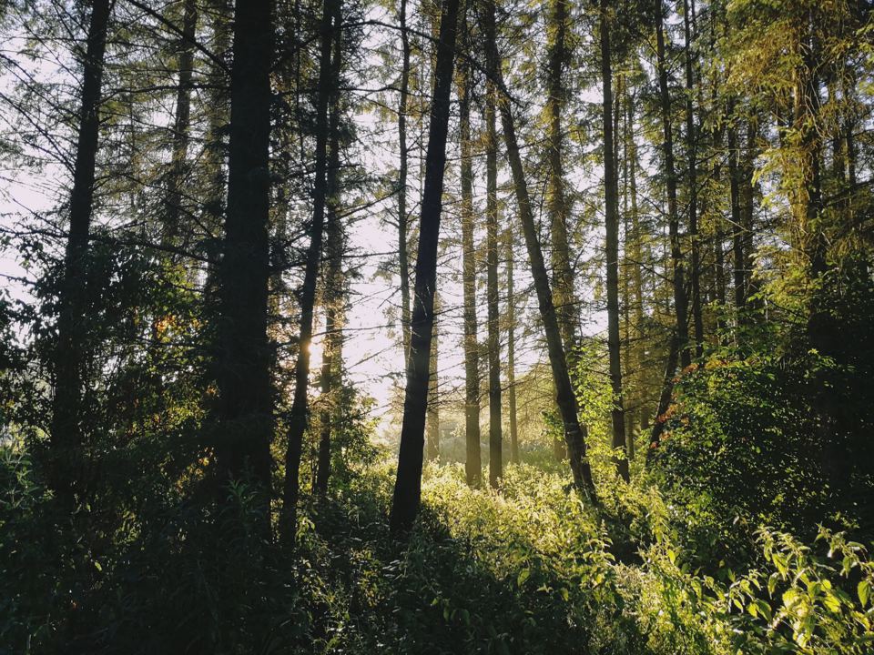 Woodland on the farm