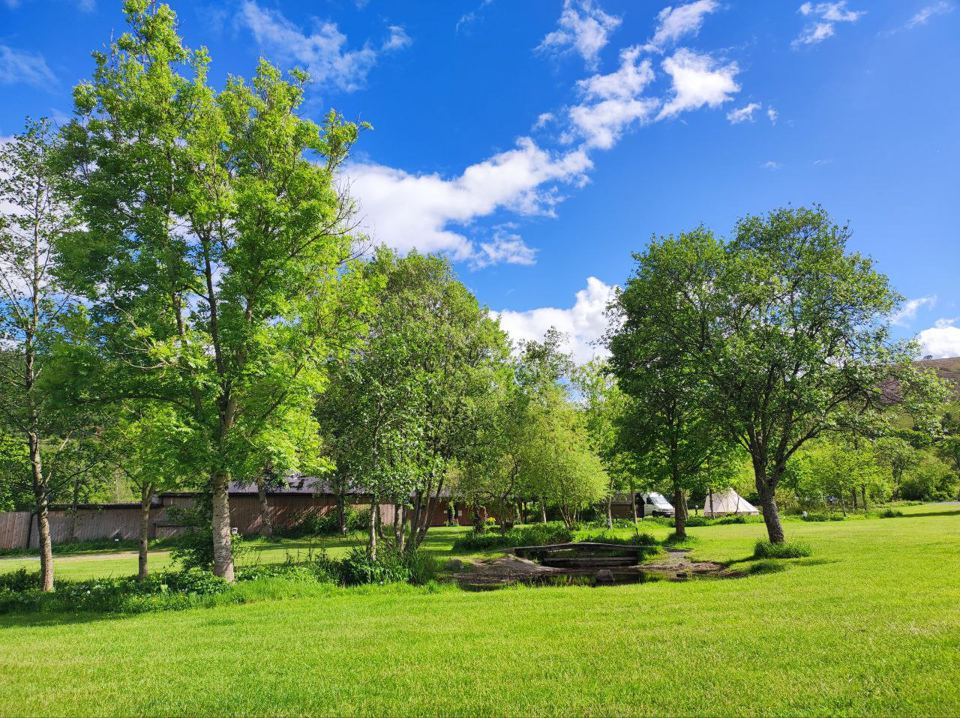 Lawn and trees on the site