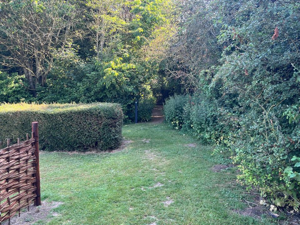 Grassy path between hedges