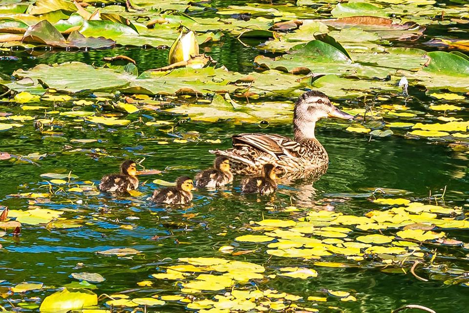 Ducks on the pond