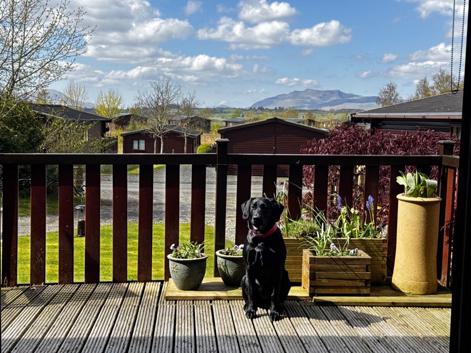 Decking with a dog and mountain view