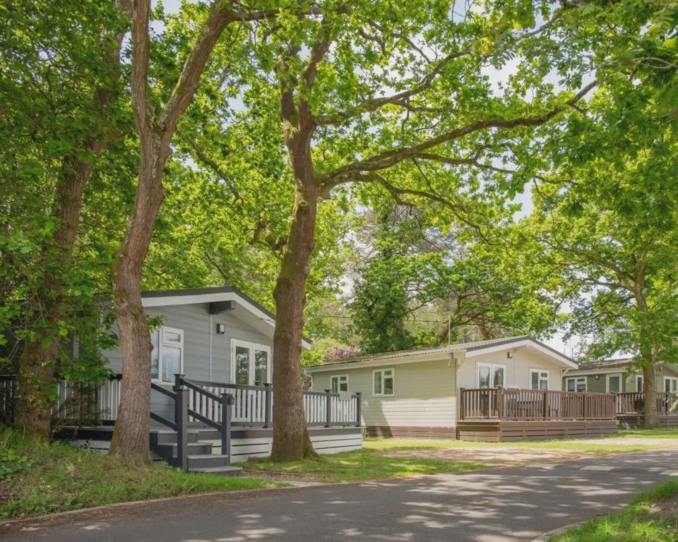 Caravans among oak trees