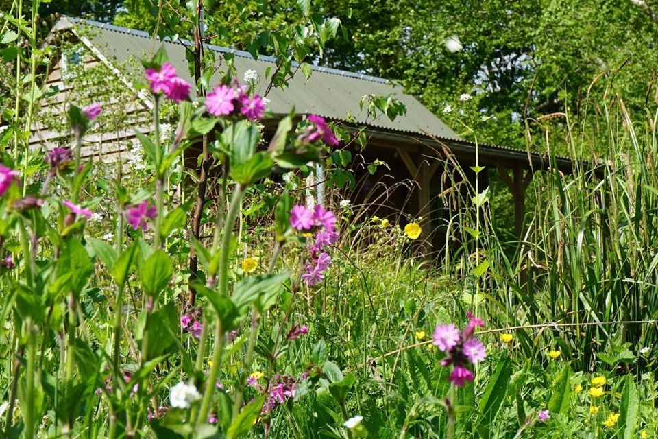 Cabin behind wildflowers
