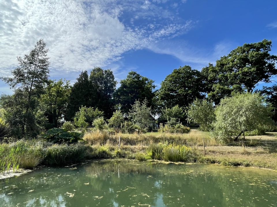 Pond in the woodland