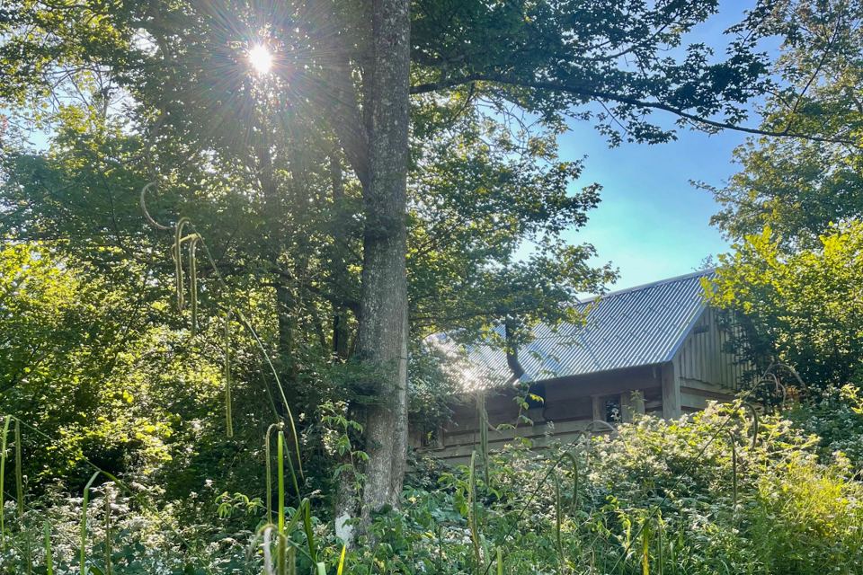 Cabin roof through the trees
