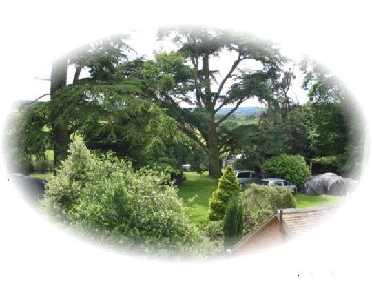 Tents under the trees