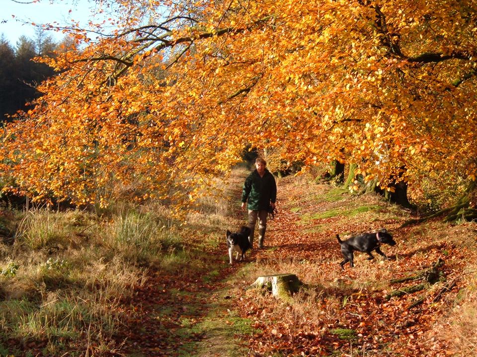 Autumn woodland walk