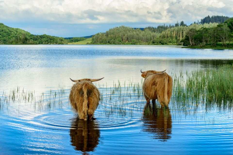 Highland cows wading in a loch