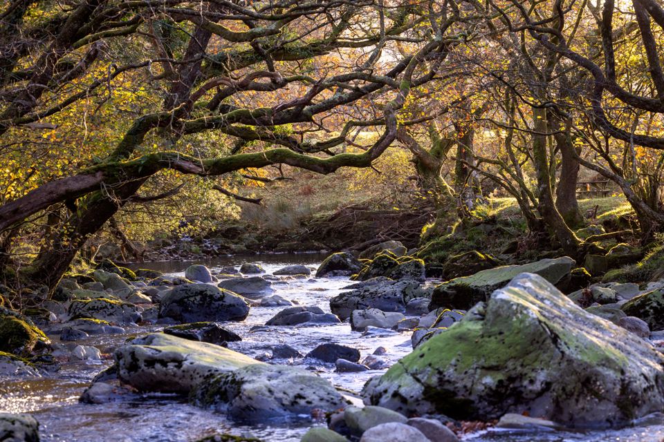 Rocky stream in woodland