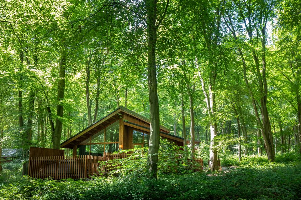 Cabin in summer woodland